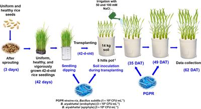 Harnessing plant growth-promoting rhizobacteria, Bacillus subtilis and B. aryabhattai to combat salt stress in rice: a study on the regulation of antioxidant defense, ion homeostasis, and photosynthetic parameters